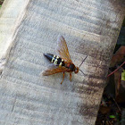 Cicada Killer