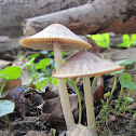Spring Brittlestem