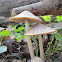 Spring Brittlestem