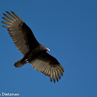 Turkey Vulture
