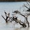 White-breasted Cormorant & African Darter