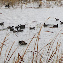 American Coot