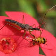 Interaction between different species of Arthropods