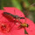 Interaction between different species of Arthropods