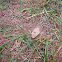 A leaf and grass.