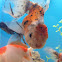 Lionhead Goldfish