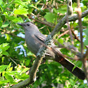 Gray Catbird