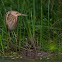 Yellow Bittern
