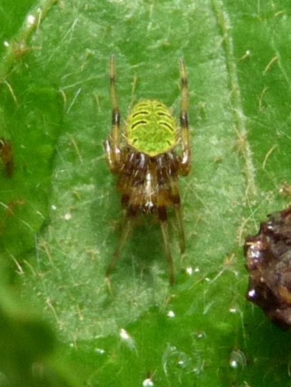 Spotting Image 1