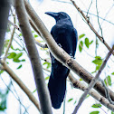 Large-billed Crow