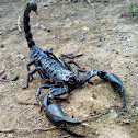 Malaysian Forest Scorpion