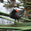 Commun Gallinule