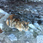Domestic House Cat