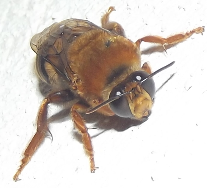 Colletidae bee