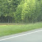 bamboo