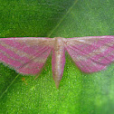 Raspberry Wave Moth