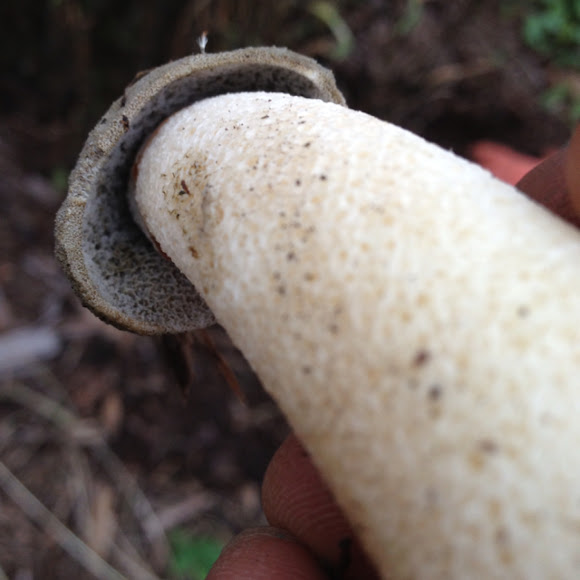 Spotting Image 1