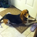 Beagle
