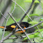 American Redstart