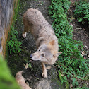 himalayan wolf