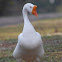 White Chinese Goose
