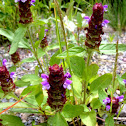 Common Self-heal