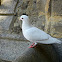 White Dove