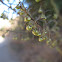 California sagebrush