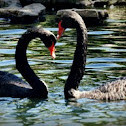 Black Swan