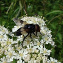 Hoverfly