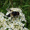 Hoverfly