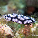 Granulated Phyllidiella