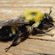 Robber Fly (bumblebee mimic)