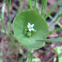 Miners lettuce