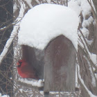 Northern Cardinal (Male)