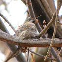 Anna's Hummingbird