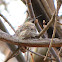 Anna's Hummingbird