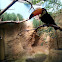 Hornbill