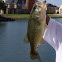 Bass