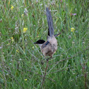 Azure-winged magpie