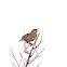 Western Meadowlark