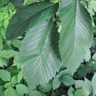 American Elm