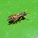Common Wasp