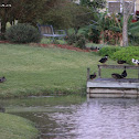 uncertain ducks