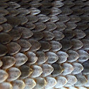 red diamond rattlesnake