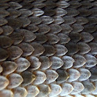 red diamond rattlesnake