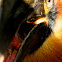 Rufous Hornbill