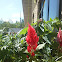 Celosia