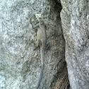 grey lizard