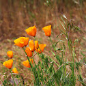 California Poppies